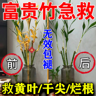 养富贵竹营养液专用肥料专黄叶生根转运竹龙竹观音竹防烂根黄叶