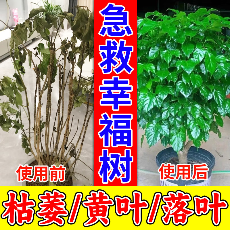幸福树专用肥料营养液掉叶子发黄无机肥