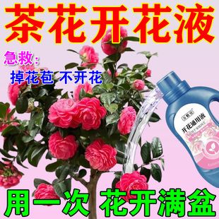 茶花开花专用肥料速效开花素促花爆花养花营养液预防黄叶枯叶黑斑