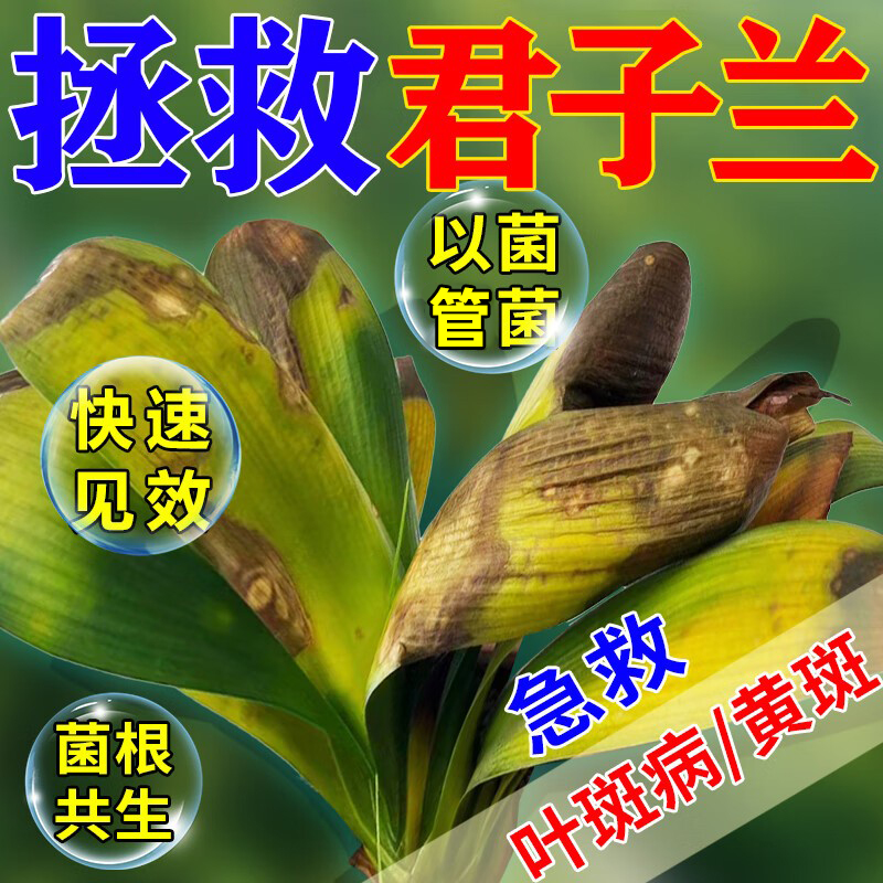 君子兰肥料黄叶病专用黄叶黑斑软腐专用防叶斑病烂根枯叶营养液