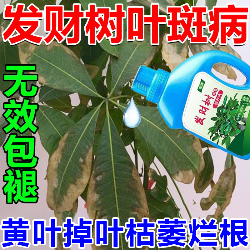 发财树叶子发黄枯掉叶烂根营养液