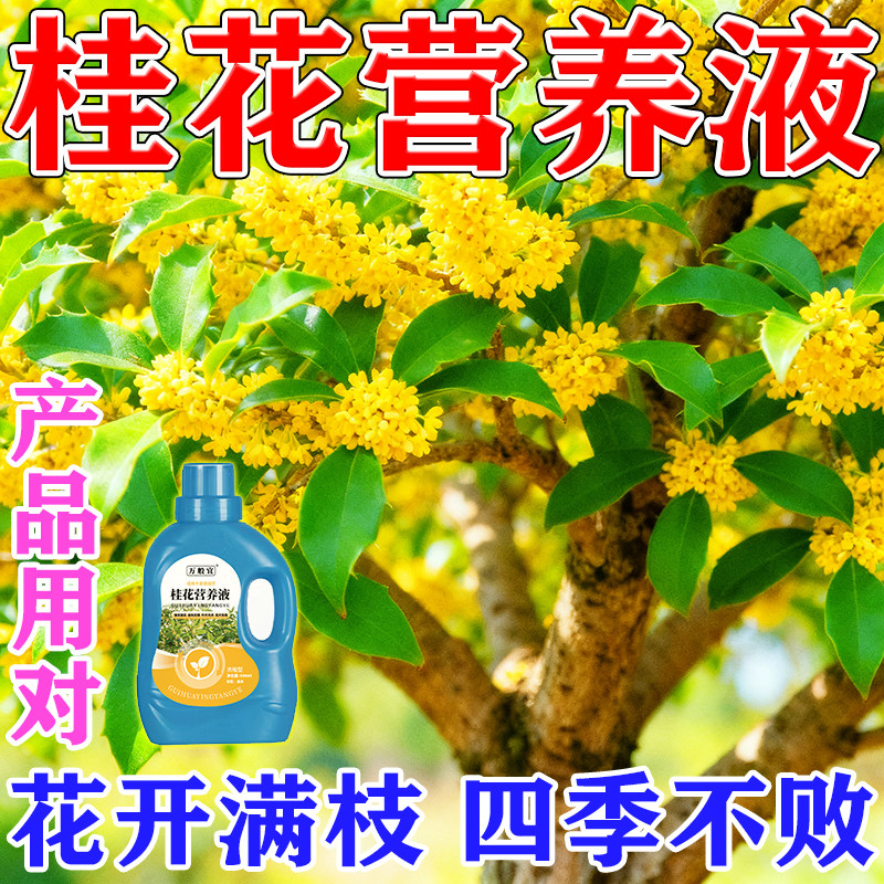 桂花树专用营养液促花肥植物枯叶病盆栽植物通用金桂银桂四季桂肥,鲜花速递/花卉仿真/绿植园艺,家庭园艺肥料,淘宝优惠券,粉丝福利购,淘宝优惠卷