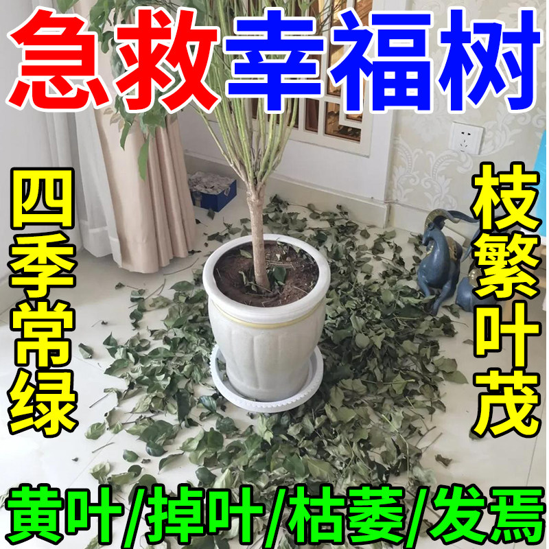 幸福树专用营养液肥料急救叶子干枯落叶掉叶子发黄烂根盆栽肥料