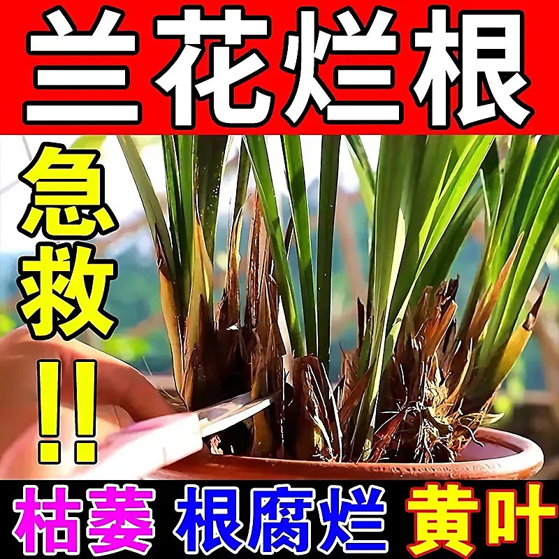 兰花黑斑病专用杀菌黄叶焦尖叶子发黄黑斑病辅助烂根枯枝黑腐