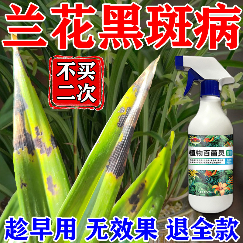 兰花黑斑病专用杀菌营养液肥料治黄叶焦尖发黑烂根建兰系兰花肥
