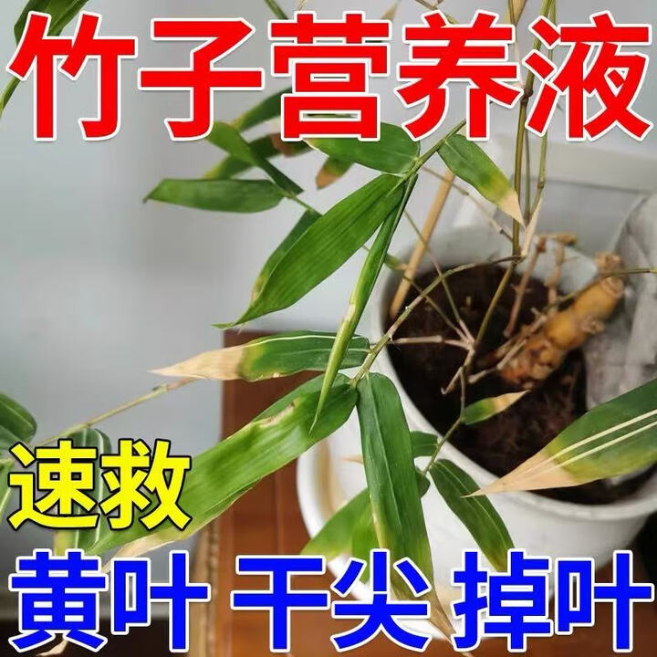 竹子专用营养液竹子生根液