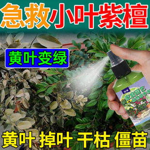 小叶紫檀专用肥防黄叶掉叶黑斑灰霉病促生长盆景盆栽专用营养液