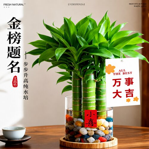 文昌竹4支水培室内好养盆栽