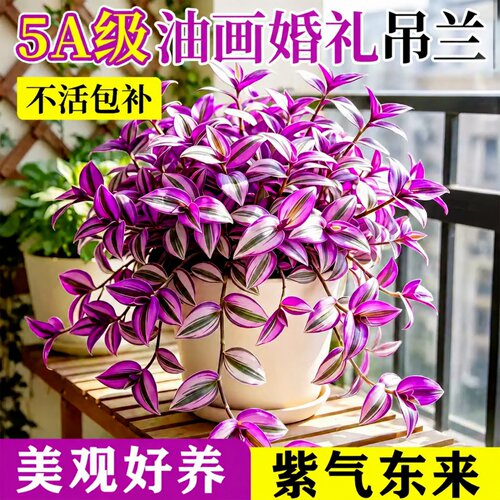油画婚礼吊兰水培室内好养盆栽