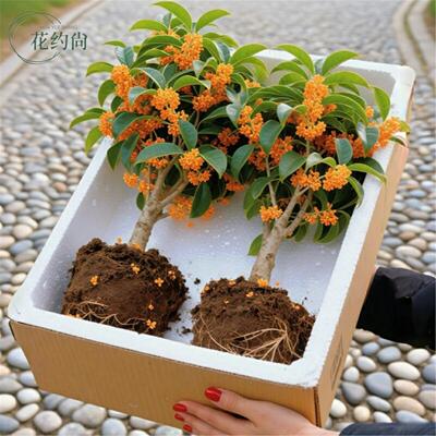 金桂树盆栽地庭院种植阳台