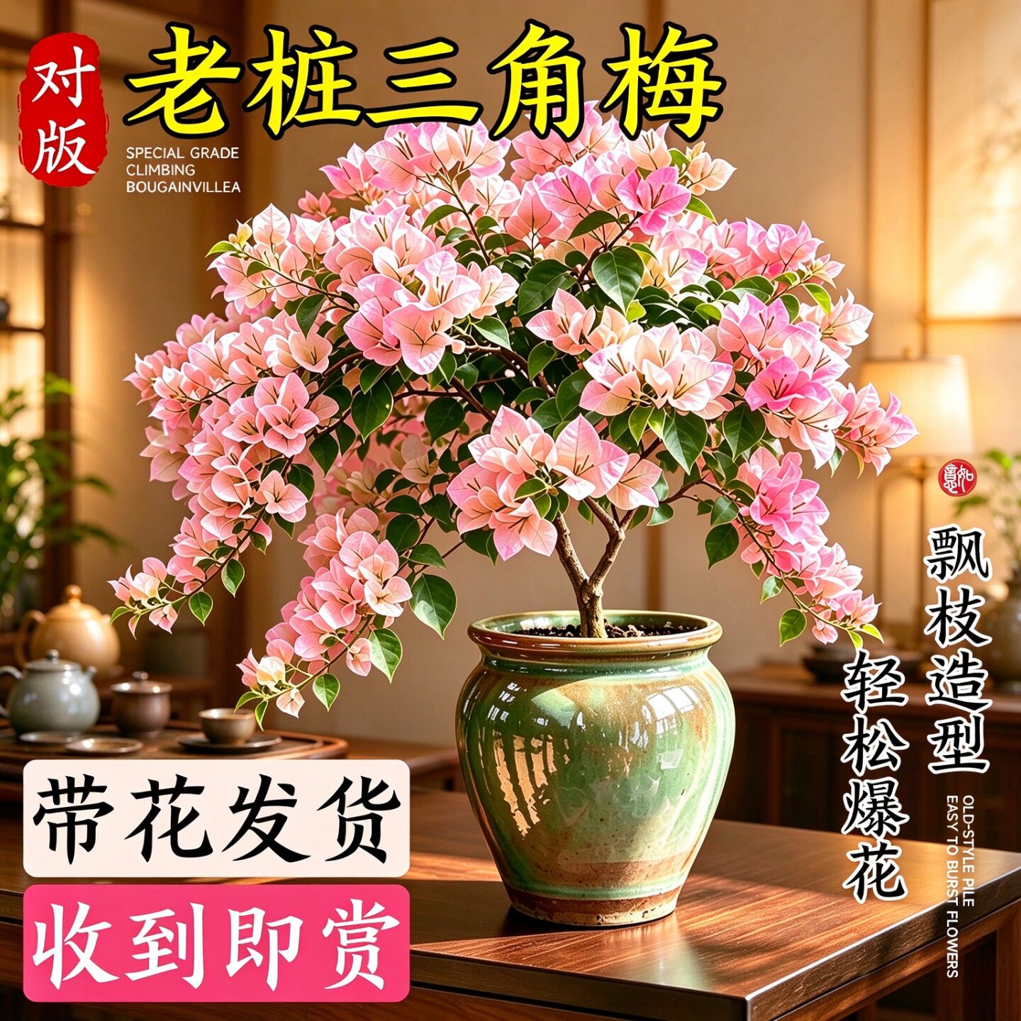 绿樱三角梅老桩大苗带花盆栽室内好养爬藤花卉阳台桌面四季开花绿