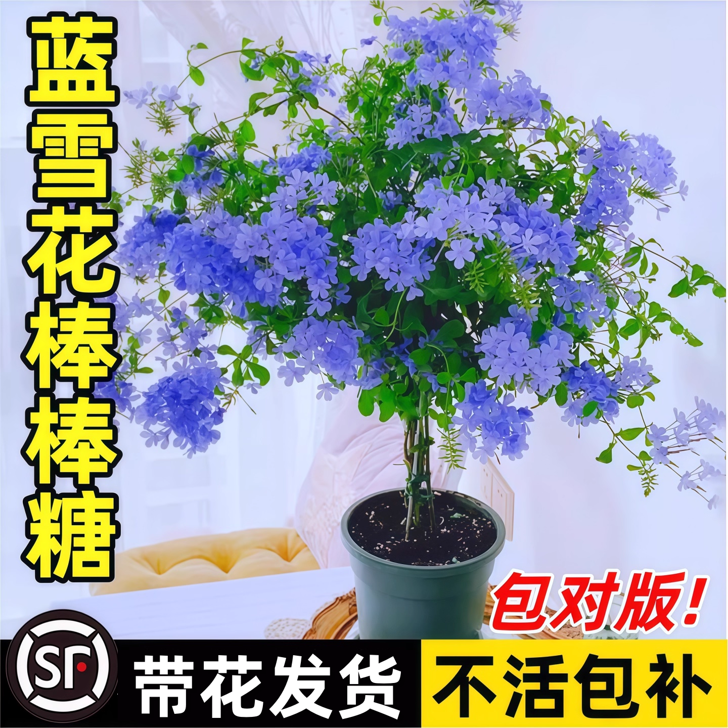 蓝雪花棒棒糖盆栽大苗带花苞阳台庭院观赏爬藤开花园好养花卉植物