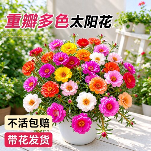 重瓣大花带根带土四季开花太阳花