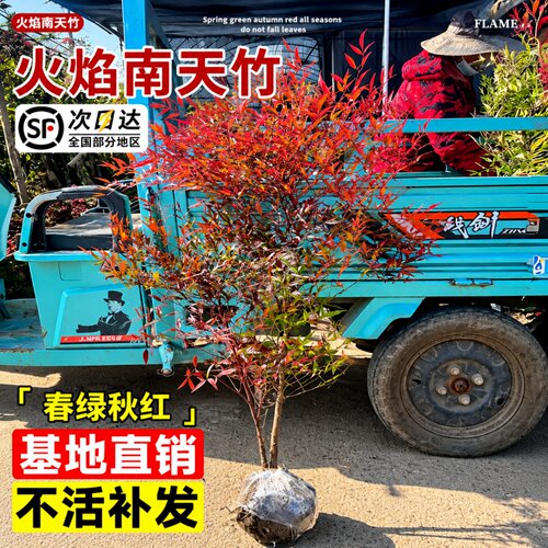 火焰南天竹盆景红叶耐寒落地
