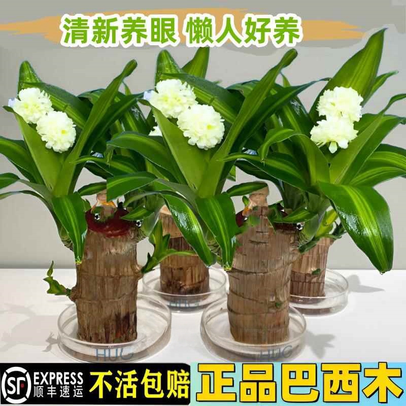 巴西木水养幸运开花绿植室