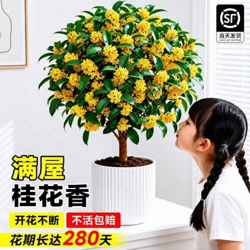 四季桂盆栽可食用开花不断浓香