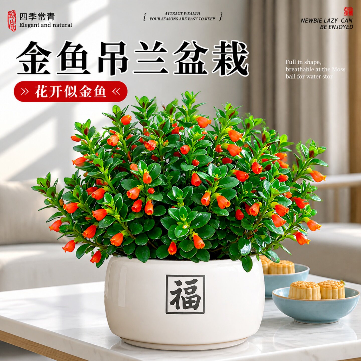 金鱼吊兰盆栽带苞易养招财旺宅