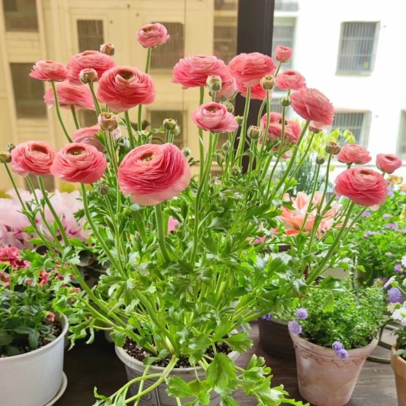 进口花毛茛洋牡丹盆栽重瓣
