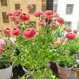 进口花毛茛洋牡丹盆栽重瓣种球根花苗种子室内外多季开花植物花卉