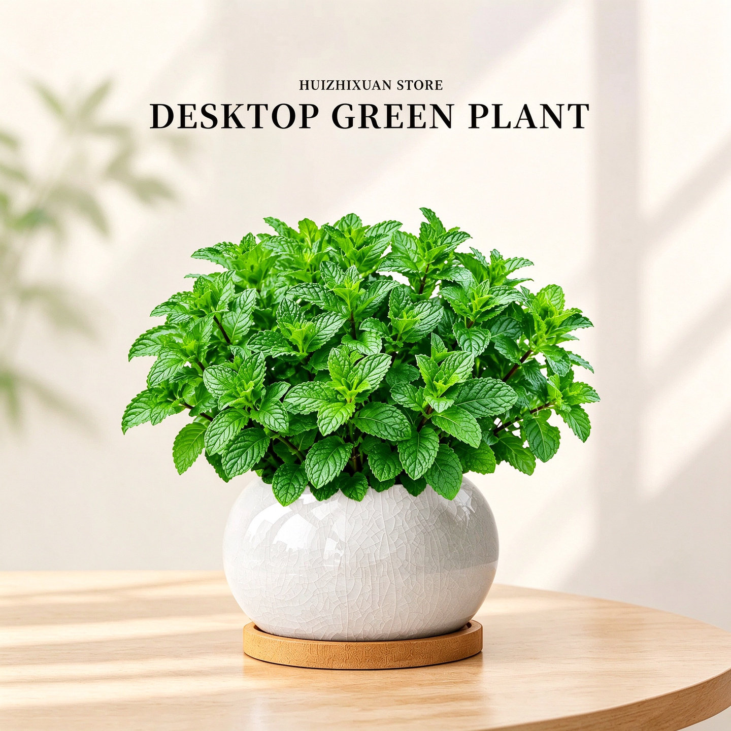 薄荷盆栽可食用绿植迷迭香香草植物清香易养室内阳台四季盆栽
