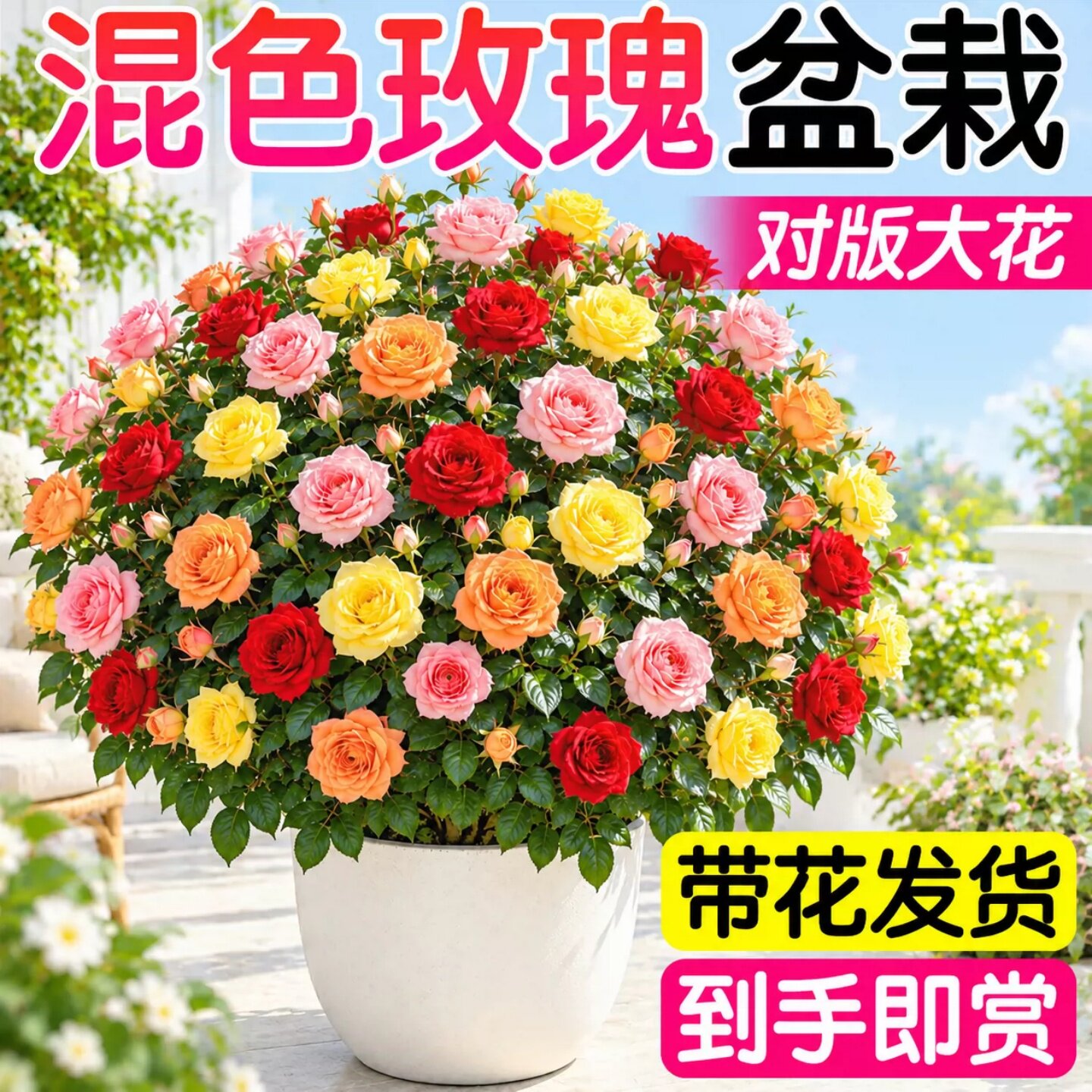 嫁接老桩月季花苗四季开花浓香型多色玫瑰盆栽特大号阳台庭院观赏
