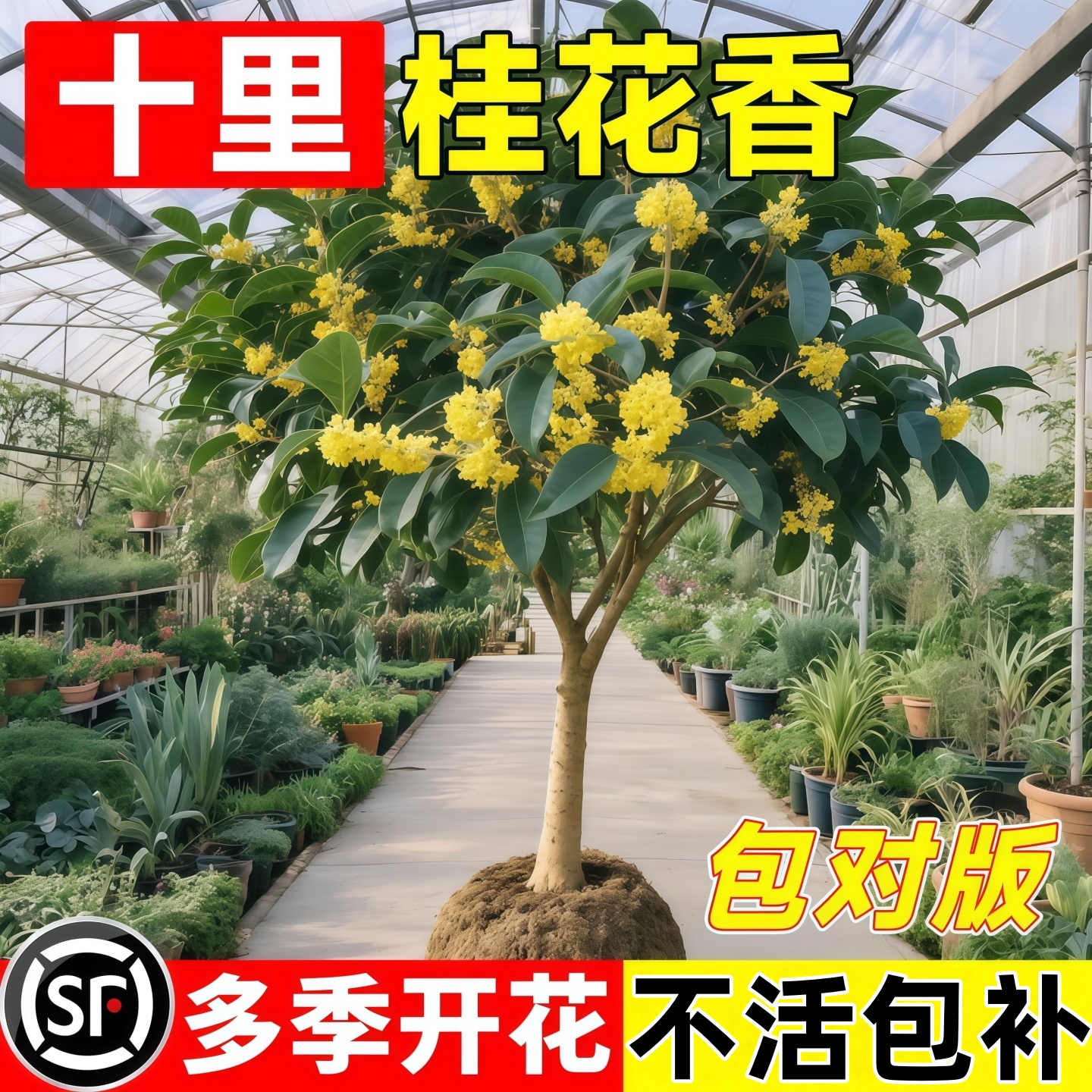桂花树苗八月桂金桂庭院别墅地栽特大四季桂绿化盆栽四季花卉植物