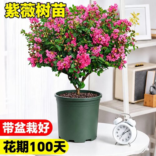 紫薇花树苗盆栽耐热矮化室内外