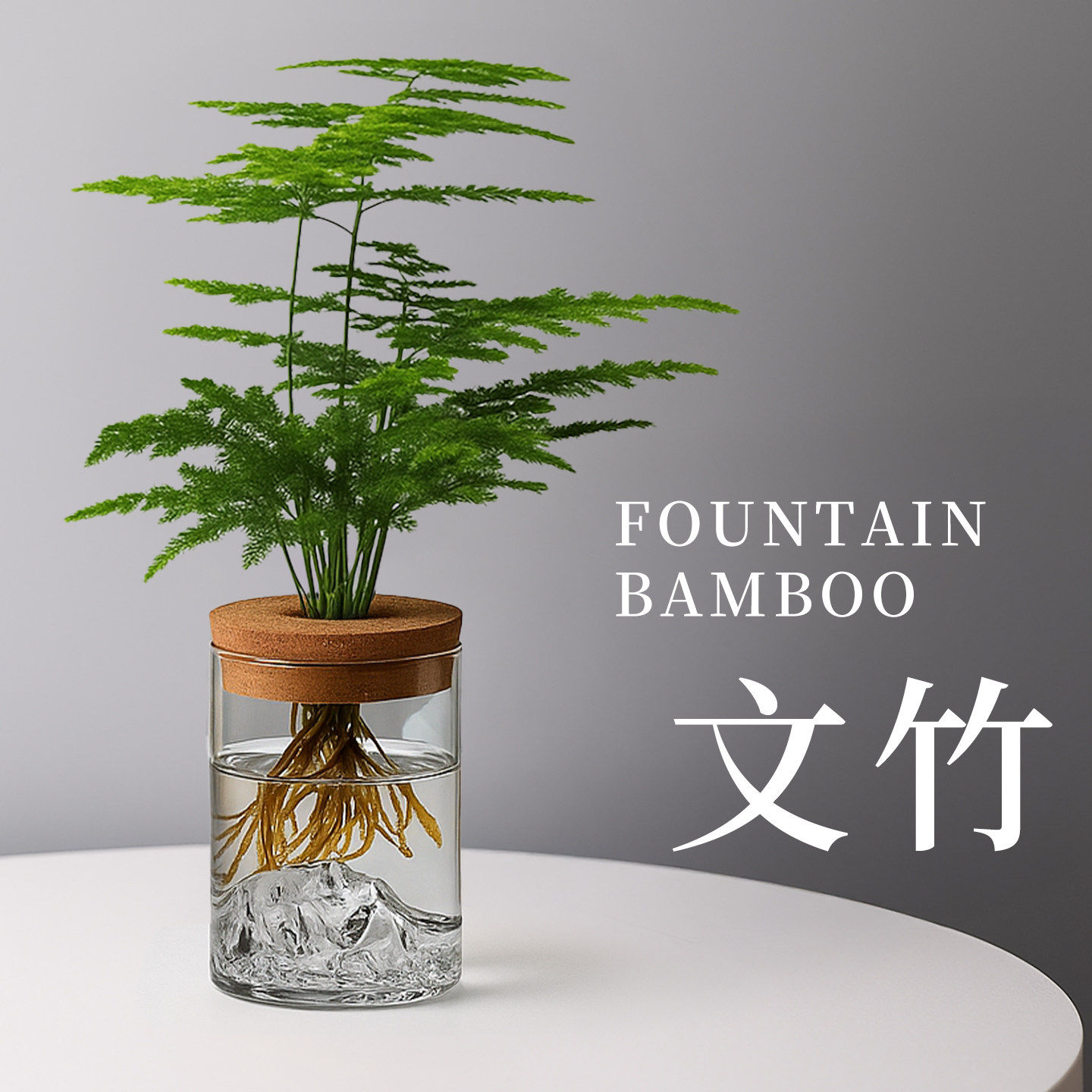 文竹盆栽室内水培植物办公室桌面绿植花卉小摆件净化空气懒人好养