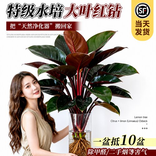 水培大叶绿植耐阴好养净化空气