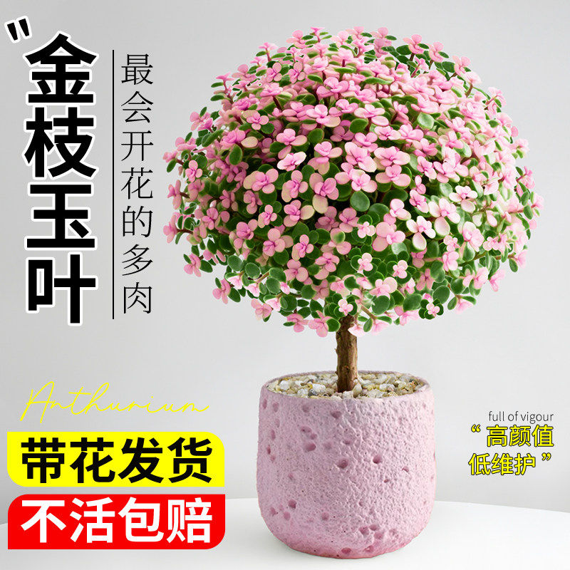 金枝玉叶老桩多肉植物室内图片