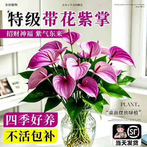 紫掌盆栽水培带花香易养