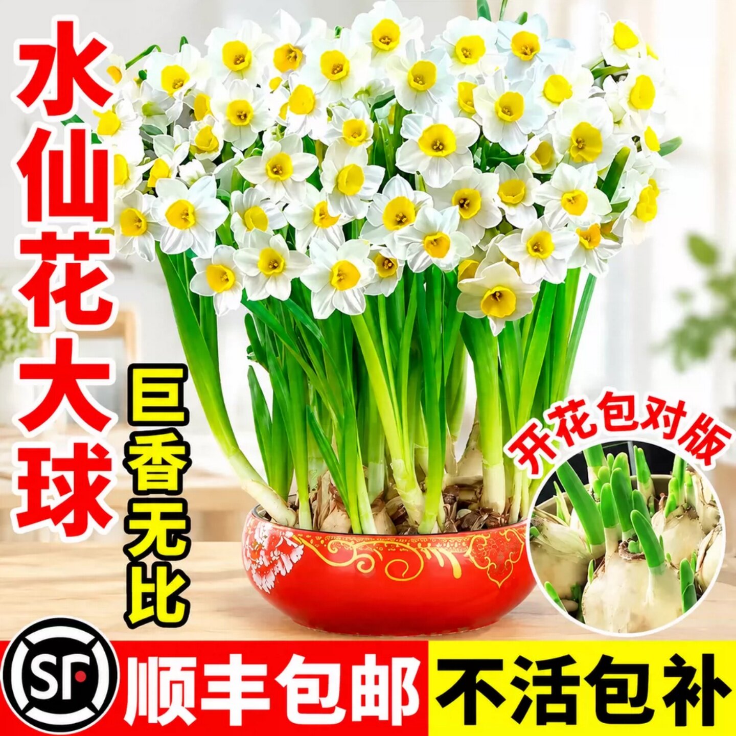 漳州水仙花种球冬季室内水培带花苞盆栽绿植桌面水养开花植物