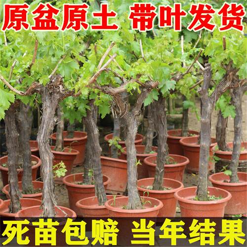 阳光玫瑰葡萄树苗巨峰果无