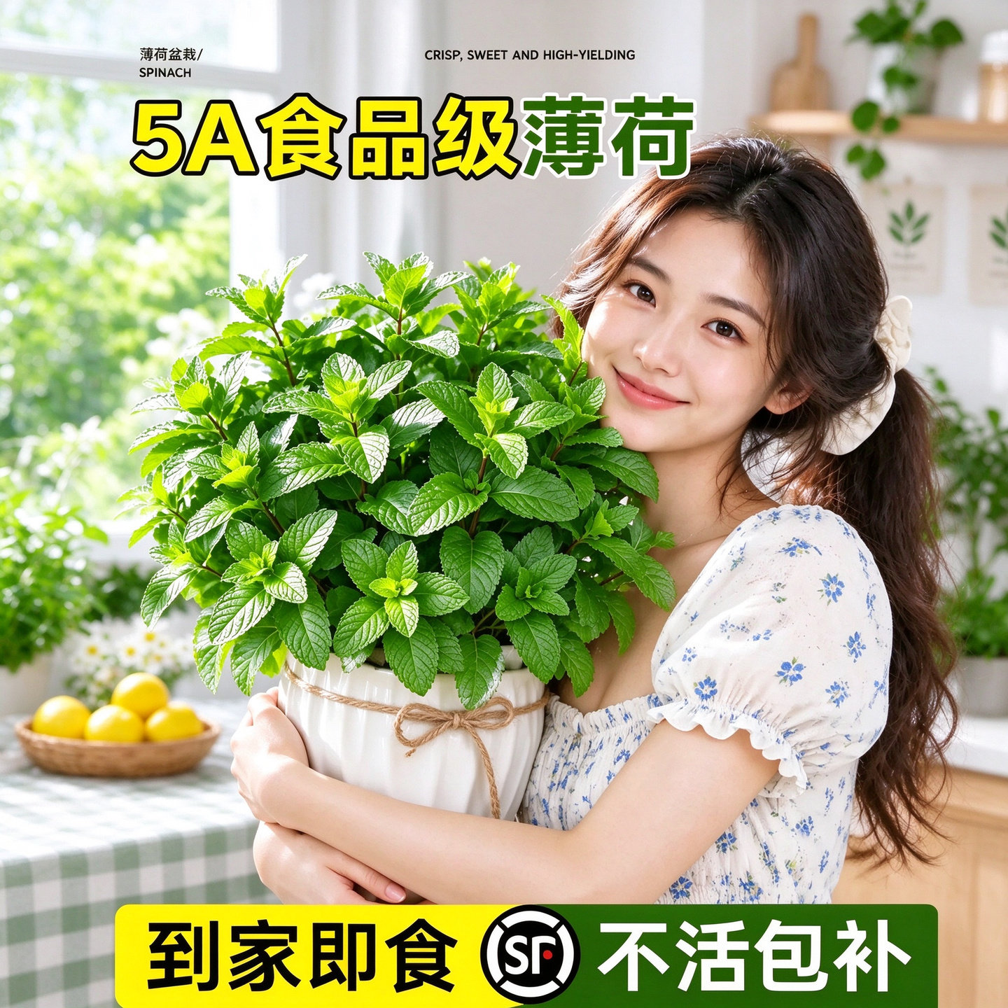 新鲜大盆薄荷盆栽可食用柠檬薄荷驱蚊植物四季易活阳台室内留兰香