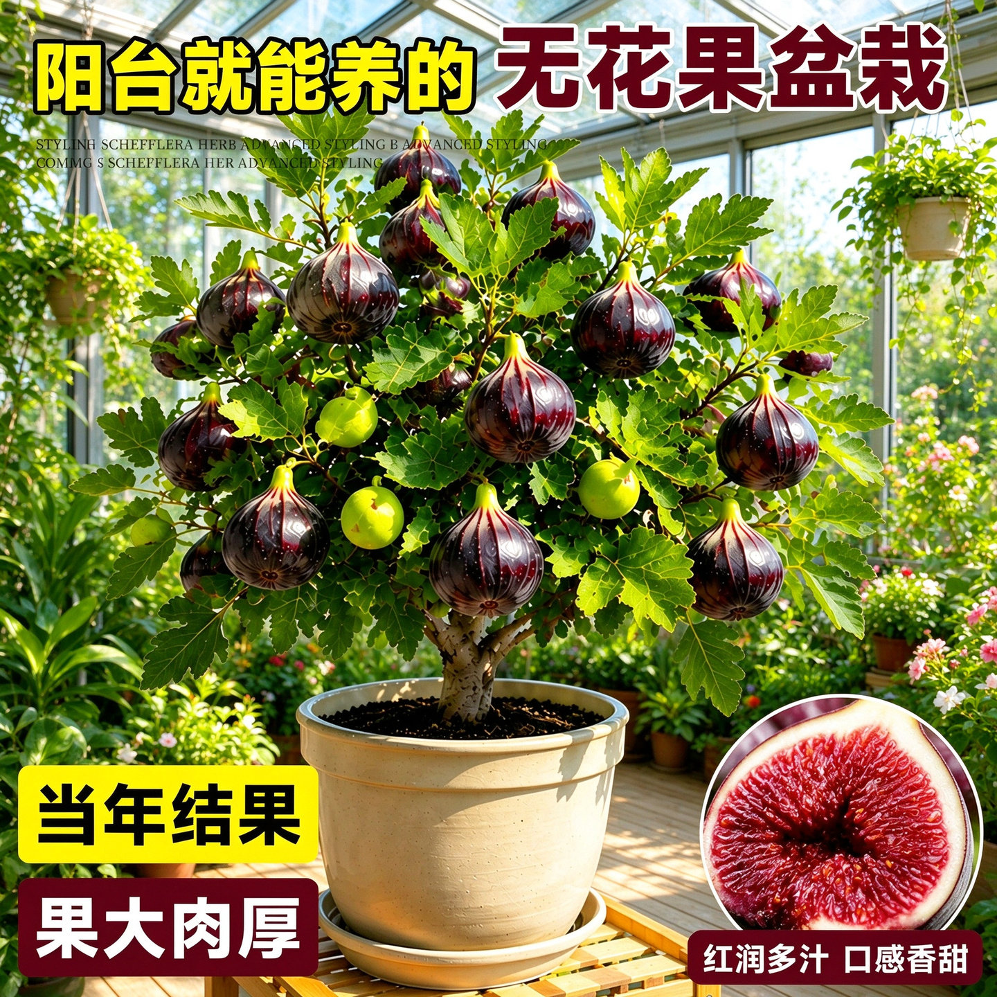 波姬红无花果树苗特大果盆栽南北方易活带果发货当年结果庭院阳台