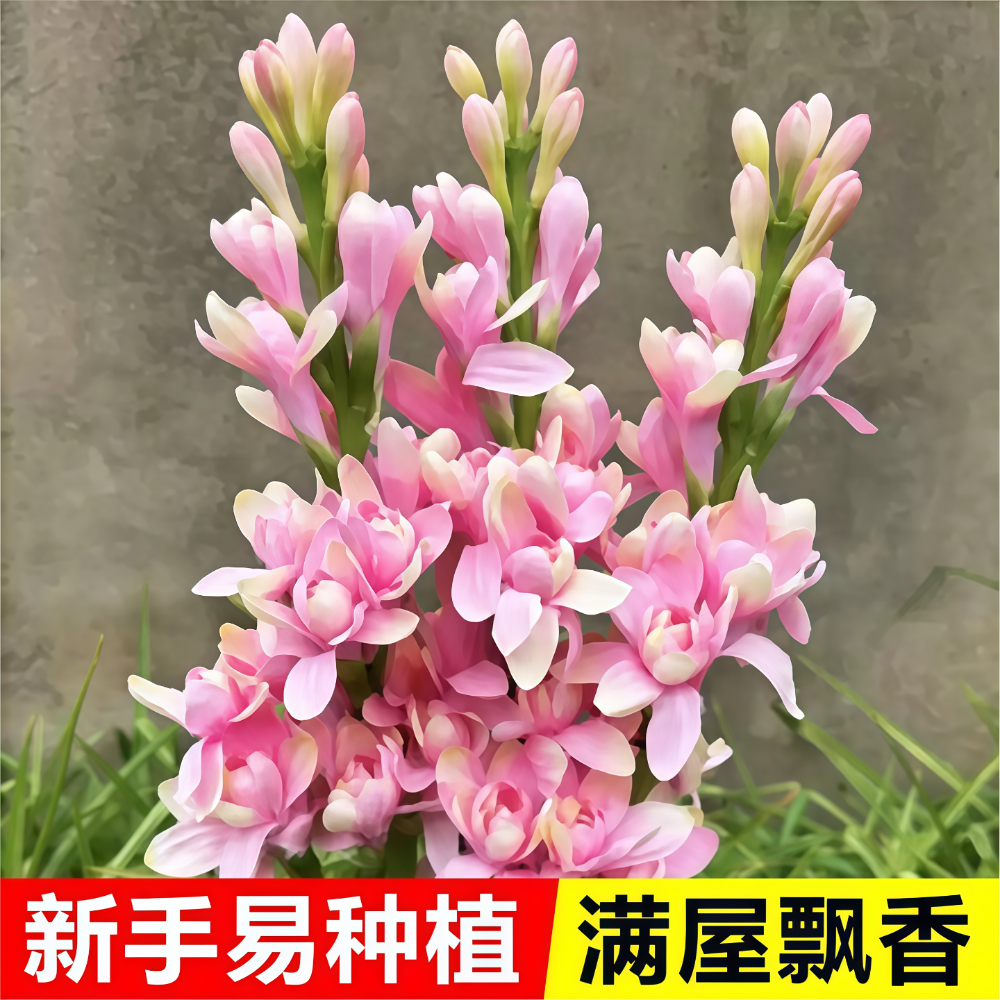 晚香玉种球重瓣大花根夜来