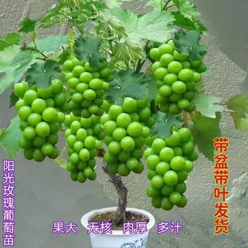 带盆叶无籽阳光玫瑰葡萄树