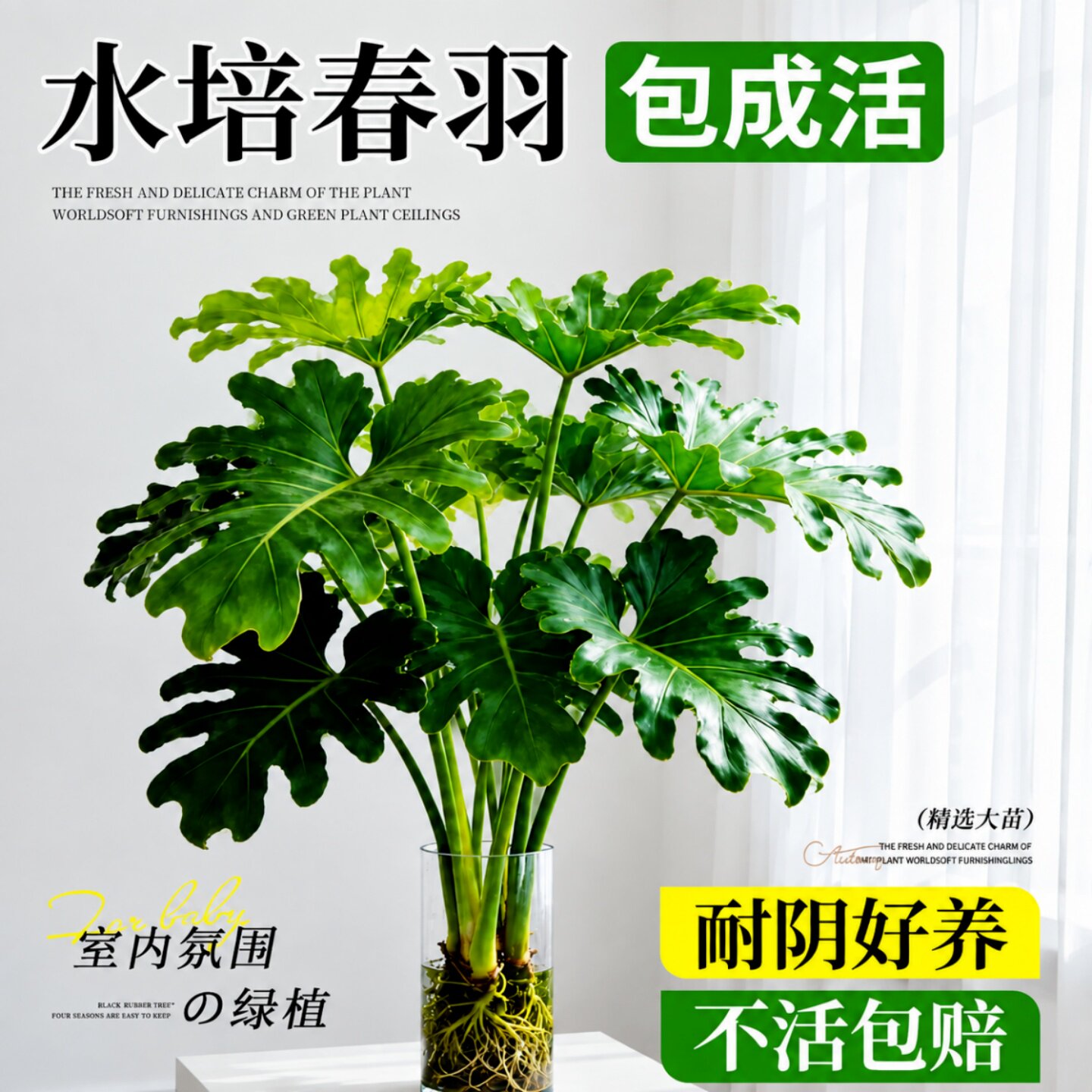 春羽水培大叶室内绿植图片