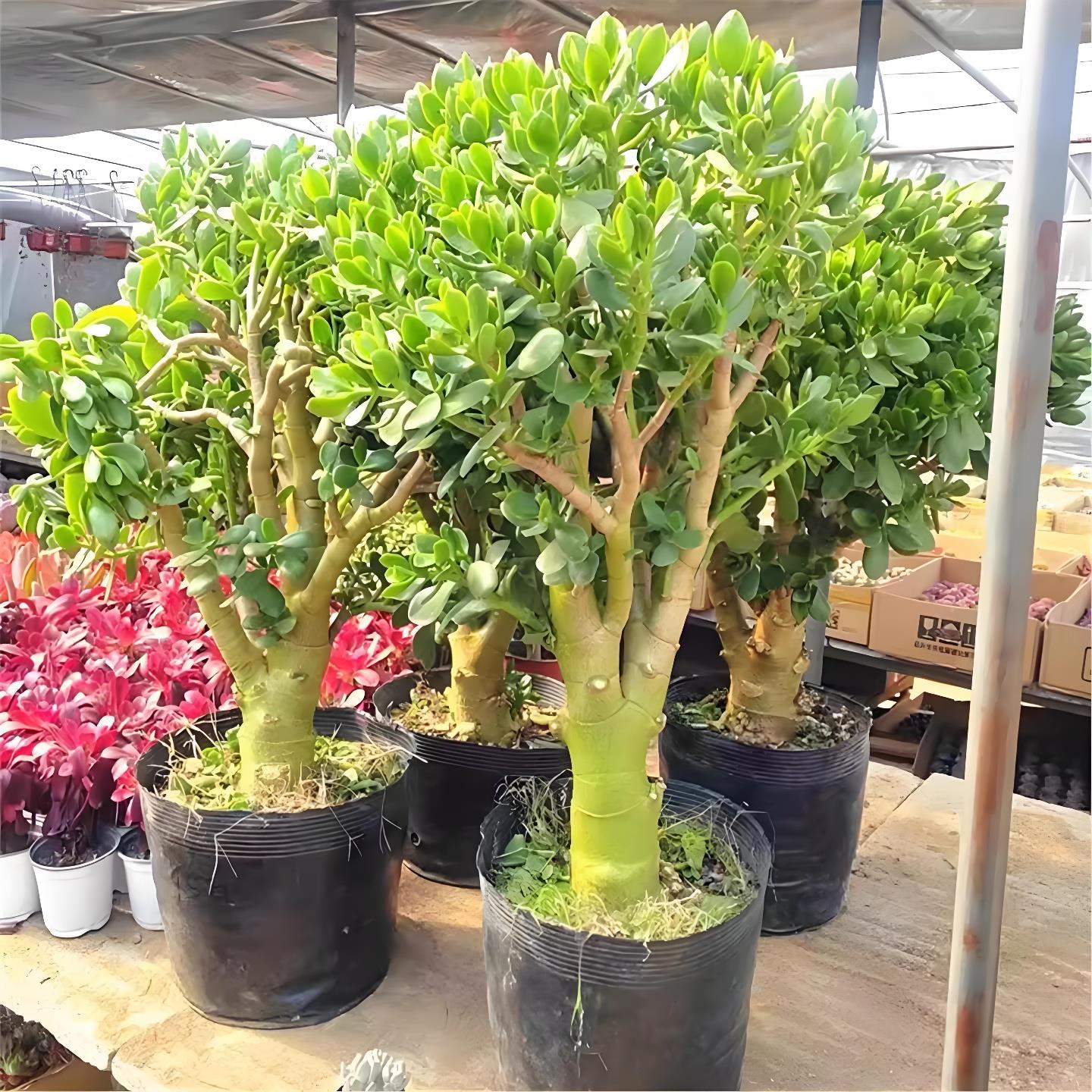 超大玉树盆栽老桩苗精品多