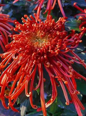 【稀有品种菊花苗】金丝菊牡丹菊盆栽地栽四季种植驱蚊耐寒耐热