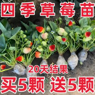 草莓苗奶油红颜草莓秧四季 大棚种植甜宝草莓苗裸根当年结果新苗