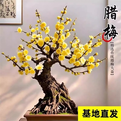 腊梅花树苗盆栽原生嫁接易