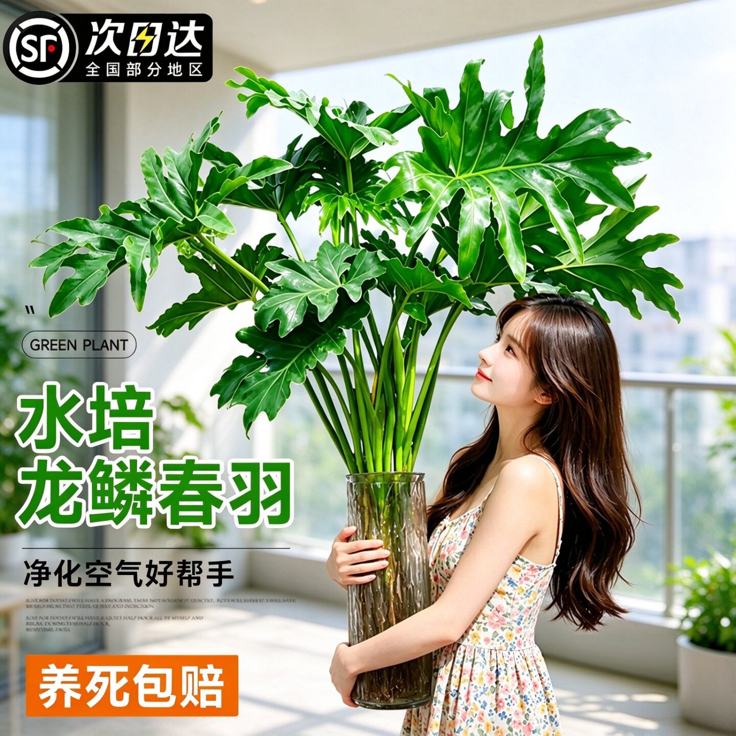 龙鳞春羽水养大叶美观绿植盆栽室内客厅净化空气四季常绿观叶植物