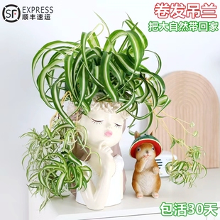 卷叶吊兰盆栽卷发女郎青叶金心垂吊植物室内阳台四季好养绿植花卉