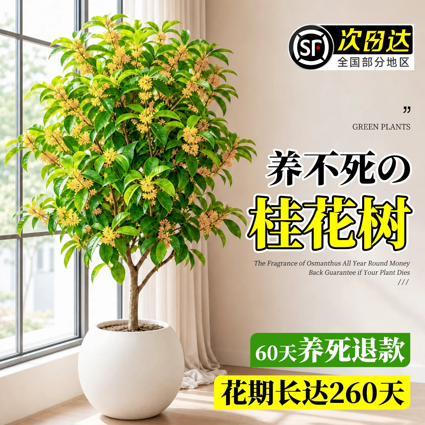 四季常开浓香扑鼻 桂花树大盆栽 客厅阳台庭院老桩绿植适合新手