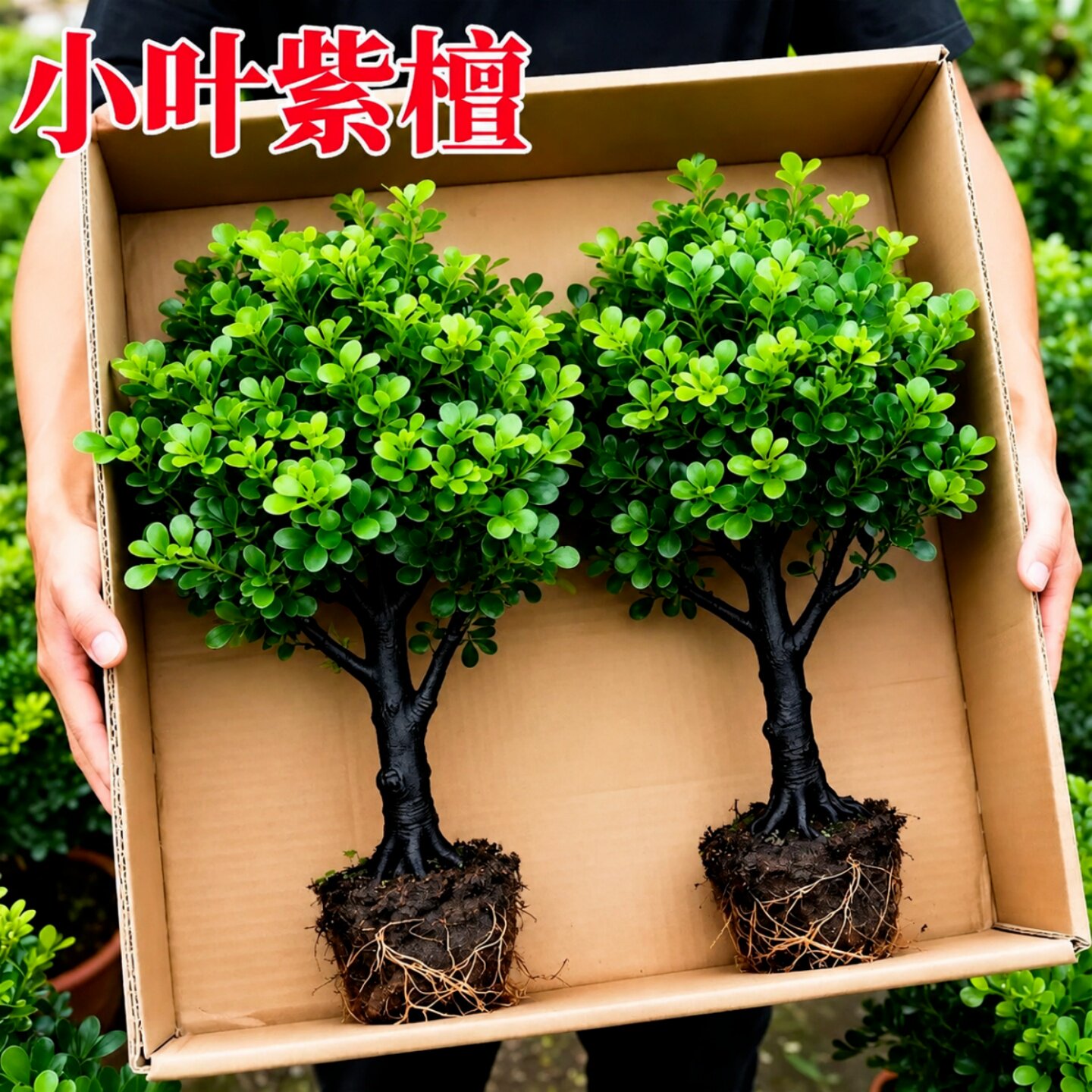 小叶紫檀盆景独杆老桩黑骨茶树苗室内客厅花卉盆栽办公室桌面绿植