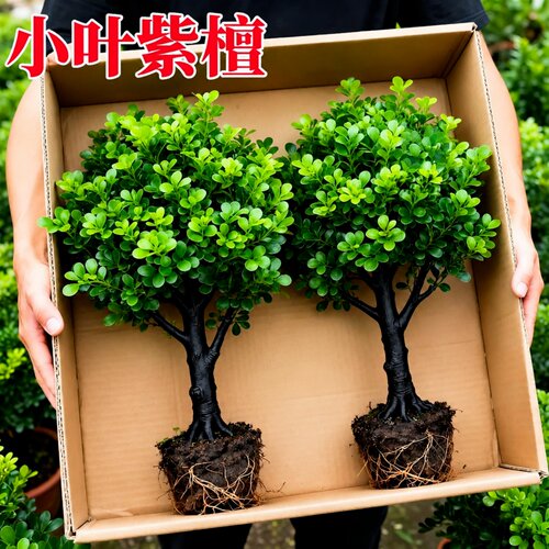 小叶紫檀黑骨茶独杆老桩盆景