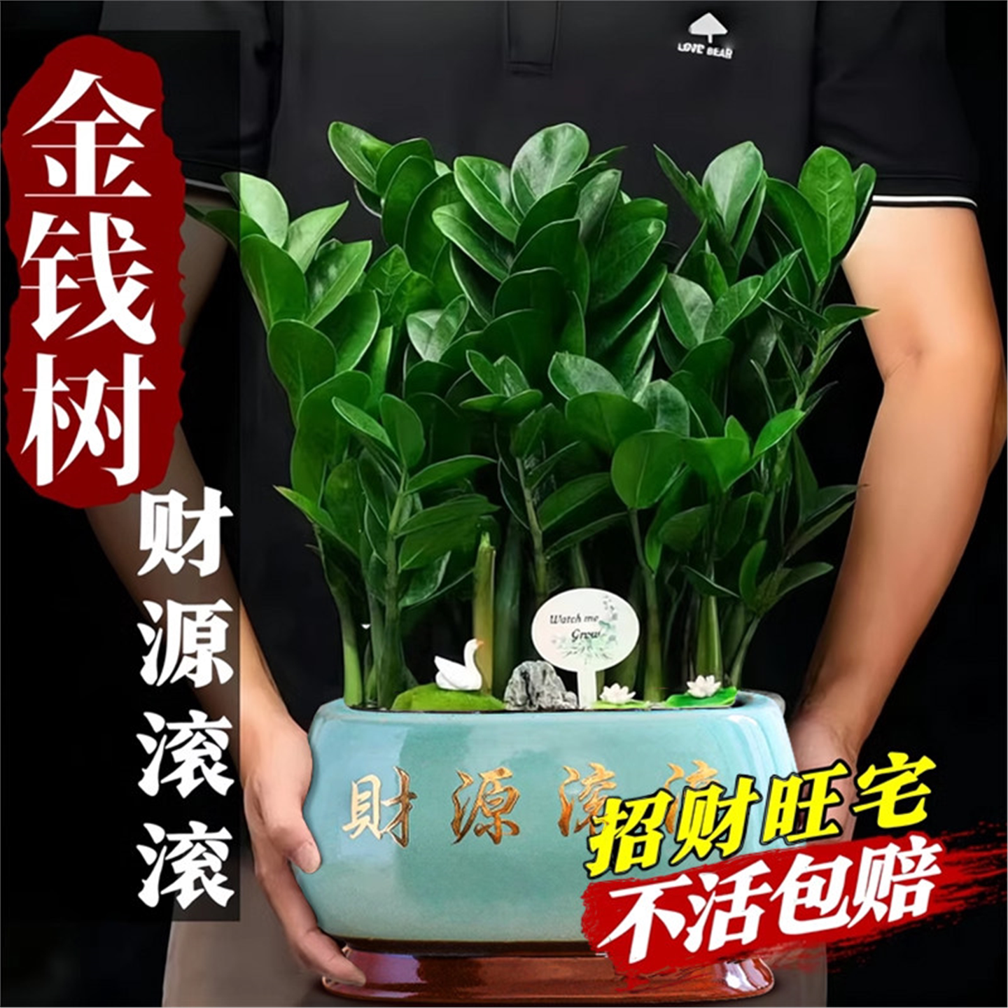 金钱树盆栽客厅大棵摆件圆叶招财旺宅绿植花卉室内水培植物发财树