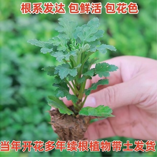 菊花苗小苗带土球盆栽千头菊雏菊秋菊大花室内外绿植花卉多年生
