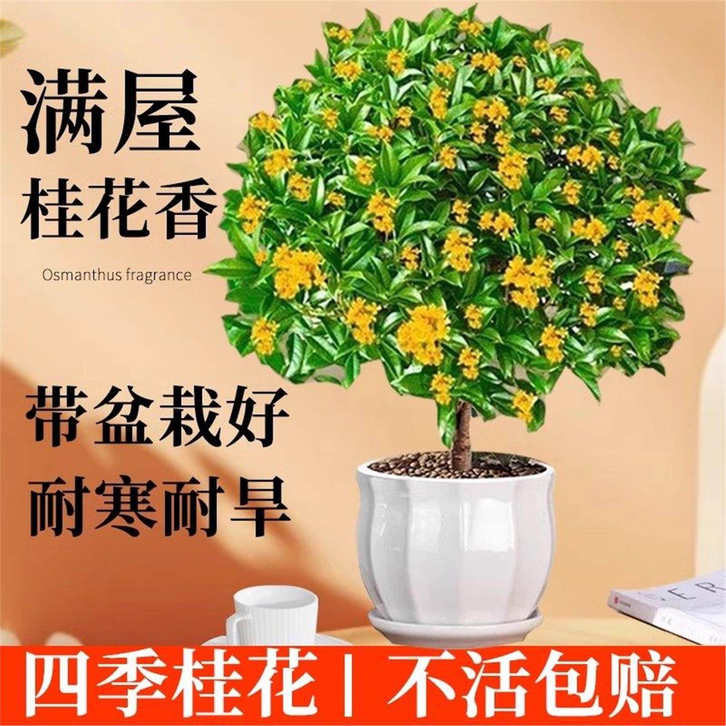 四季桂花盆栽树苗丹金桂浓香型带花苞室内阳台庭院好养花卉绿植物,鲜花速递/花卉仿真/绿植园艺,时令草本花卉,淘宝优惠券,粉丝福利购,淘宝优惠卷
